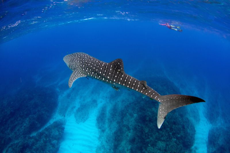 Whaleshark Tour - Day One