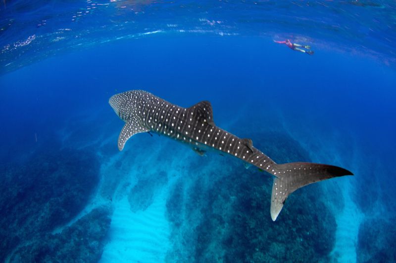 Whale Shark Fact Sheet, Blog, Nature