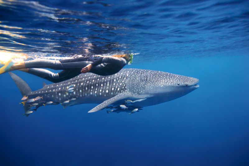 Whale Shark Tour - Hero 01