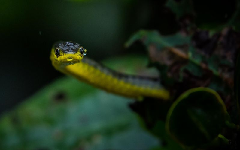 Australian Tree Snake