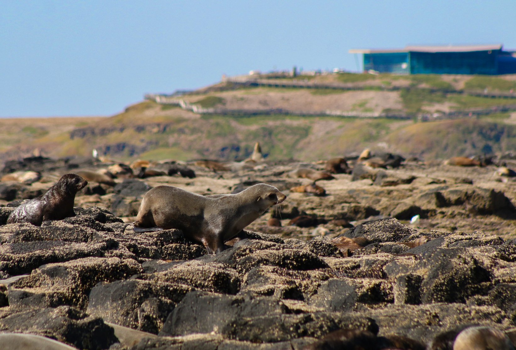 Australian Fur-seals