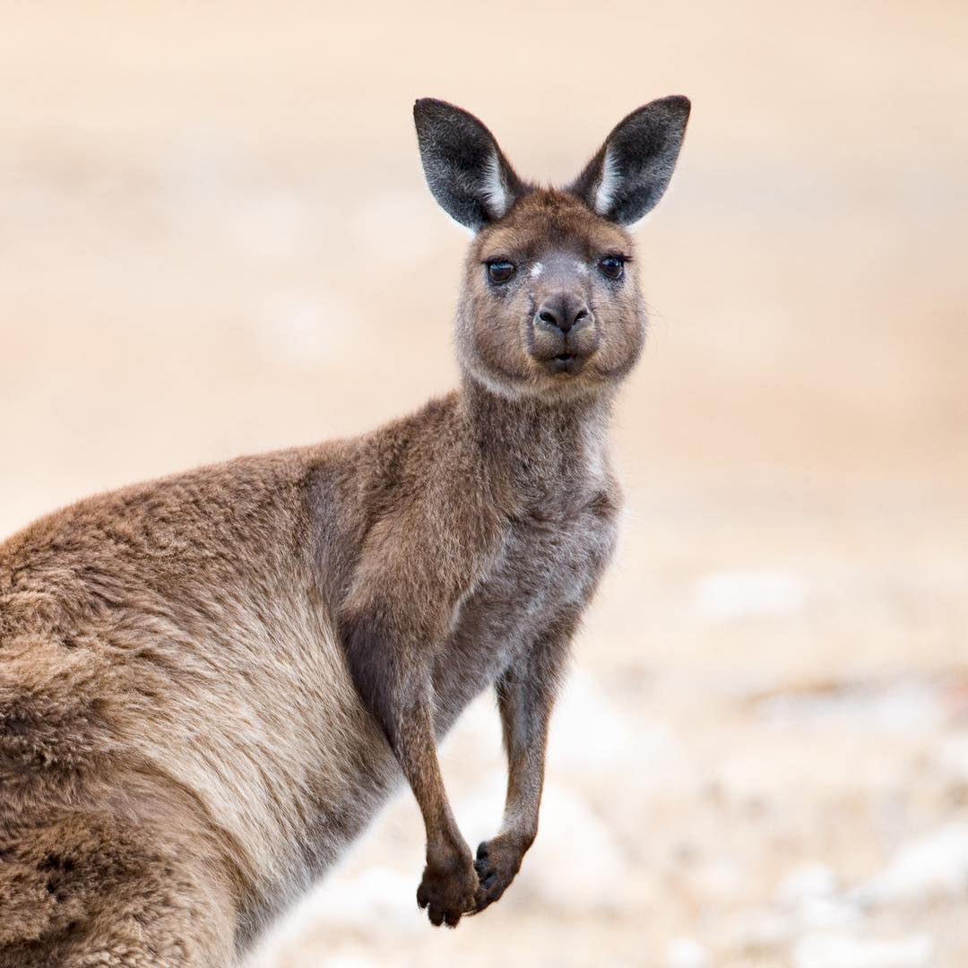 Kangaroo Island Kangaroo