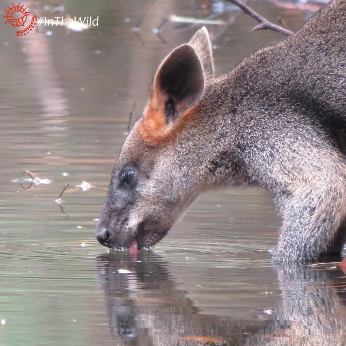 Swamp Wallaby