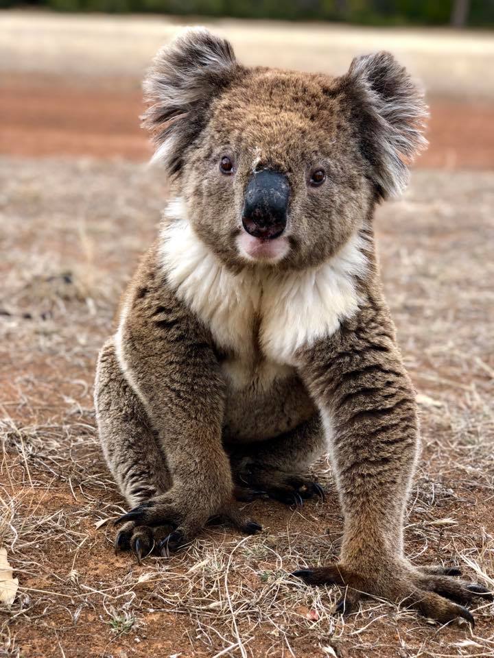 Koala