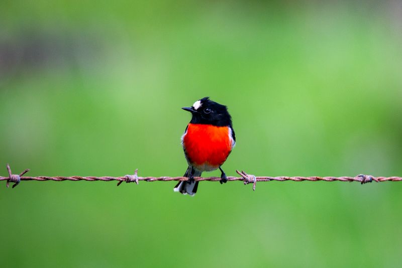 Flame Robin