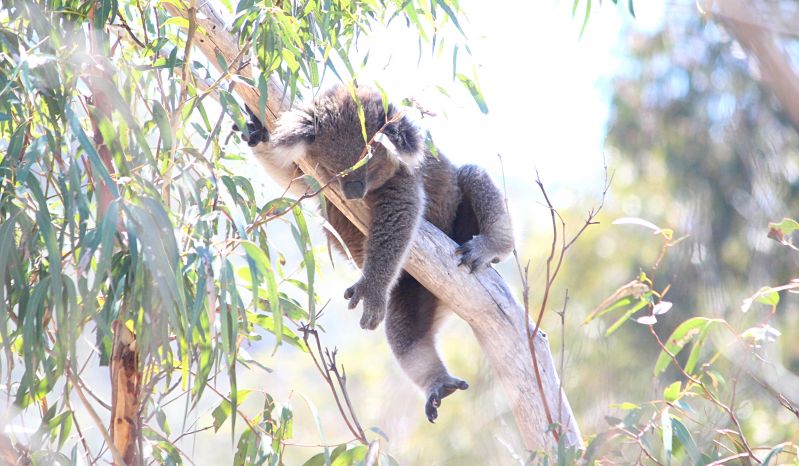 Four Ways to Celebrate Wild Koala Day