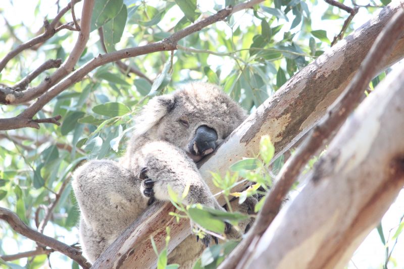 WildKoalaDay-3