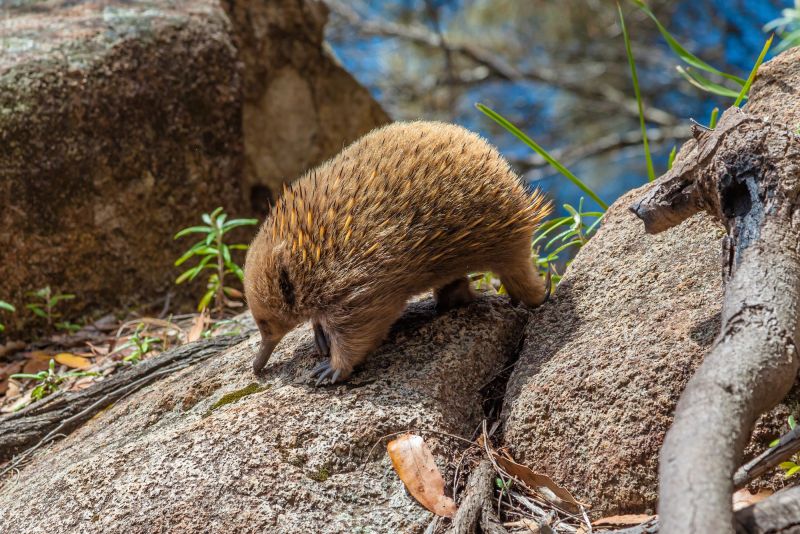 Short-beaked Echidna | Premier Travel Tasmania