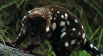 Behind the Scenes with Researchers: Quolls Hero 01