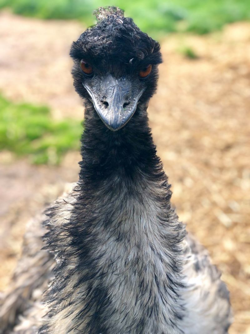 Emu-October19Blog