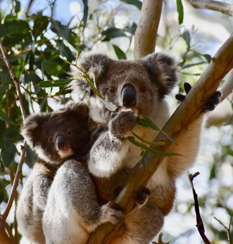 Koala with Joey