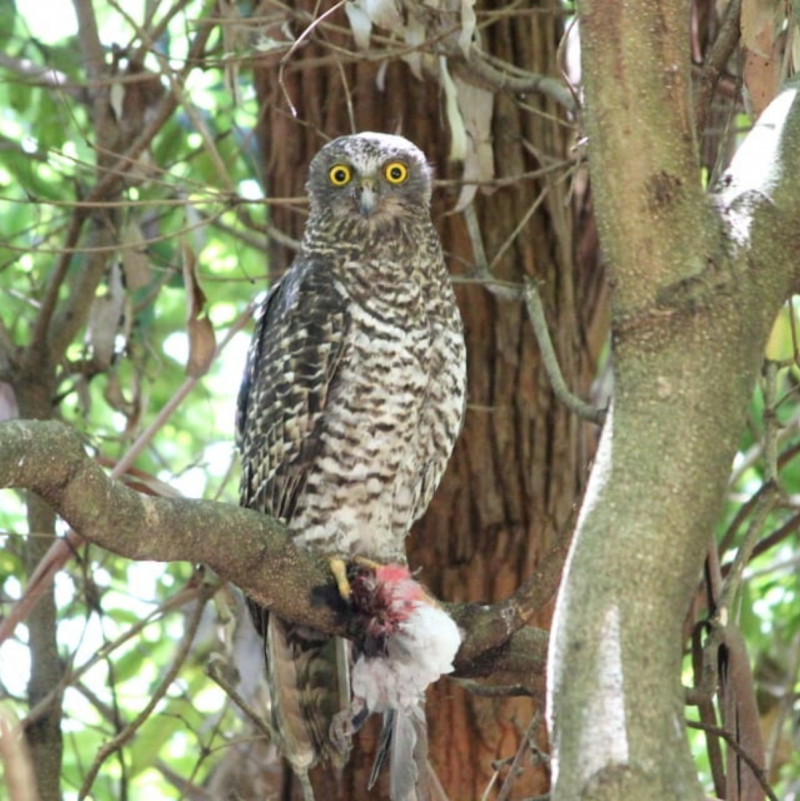 Powerful Owl - November blog