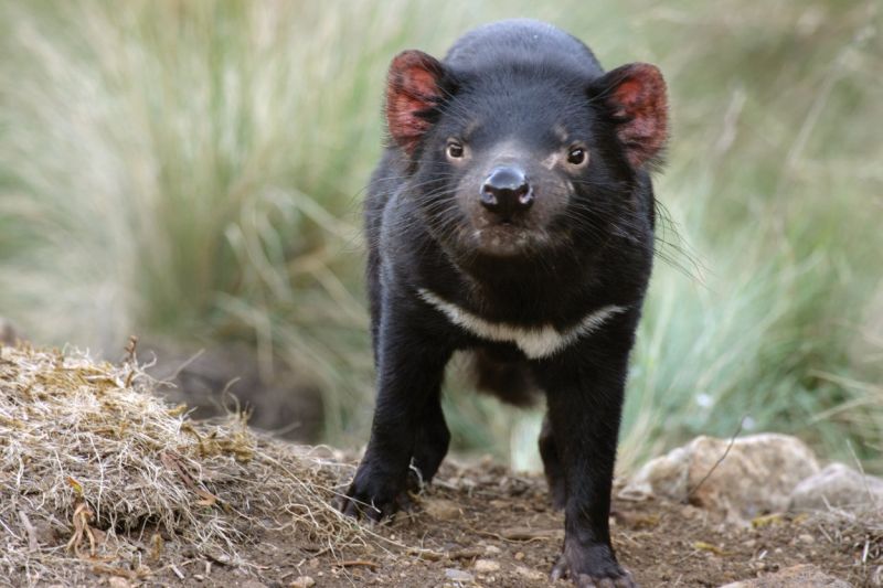 Tasmanian Devil - November blog