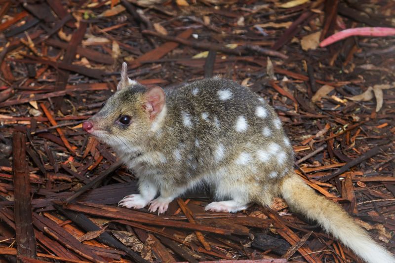 nocturnal marsupials