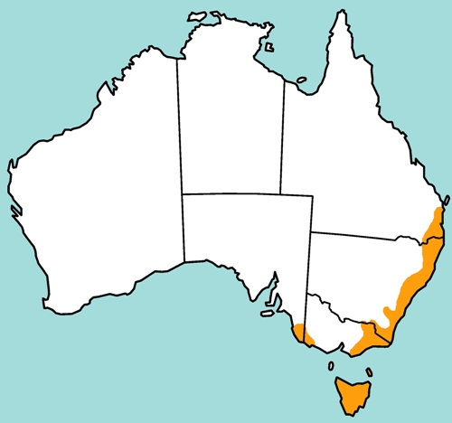 Common Wombat distribution