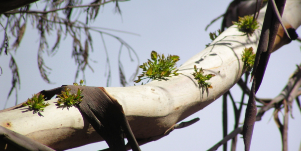 Manna Gum Regrowth