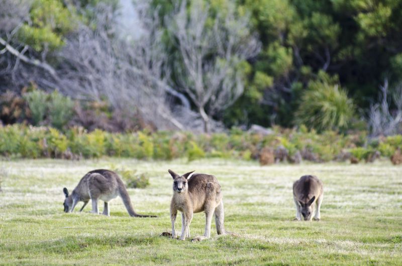 8 day Wildlife - Hero 03