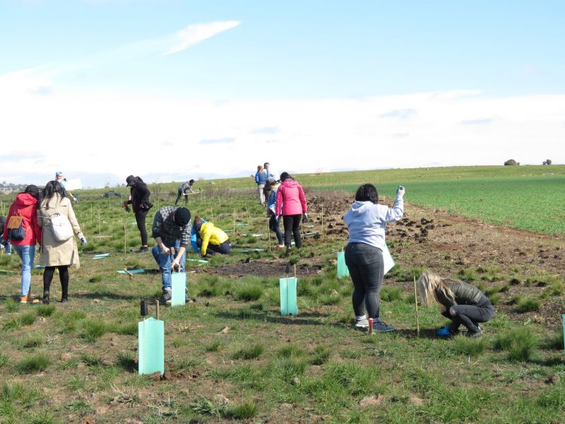 Tree Planting 03