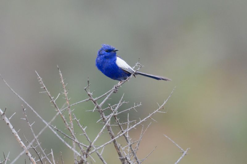 White-winged Fairy-wren John Daw - Safari