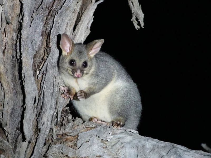 Possum 01