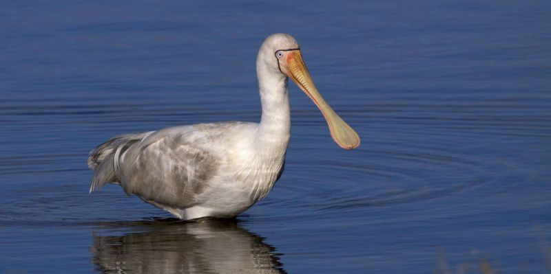 Yellow-billed Spoonbill 02