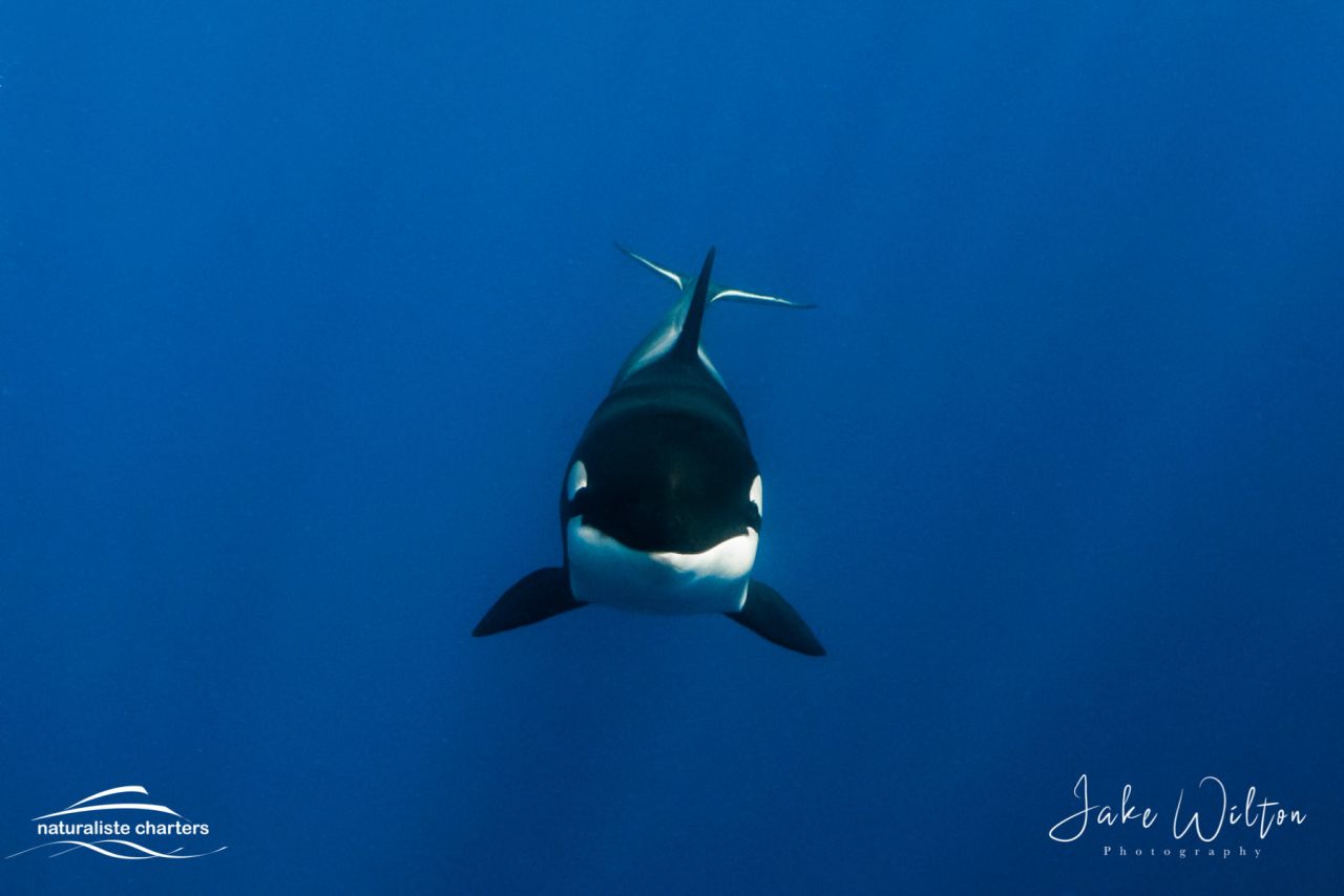Killer Whale Underwater - Bremer Canyon