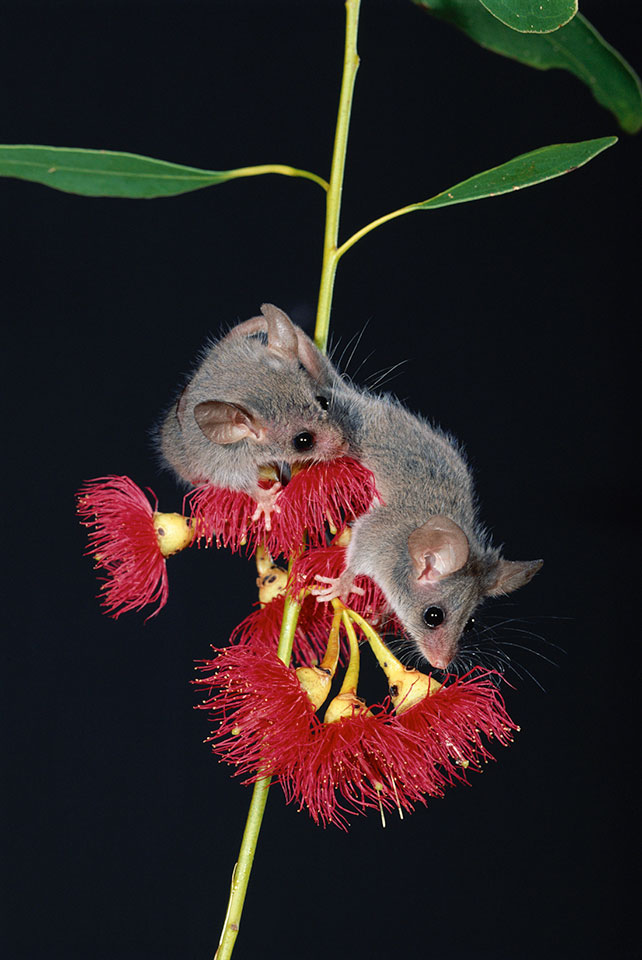 Little Pygmy Possum - The Maria Island Walk