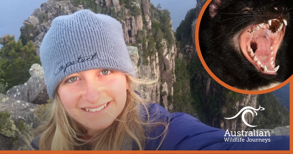 Nocturnal Spotlighting for Tasmanian Devils and Marsupials with Holly