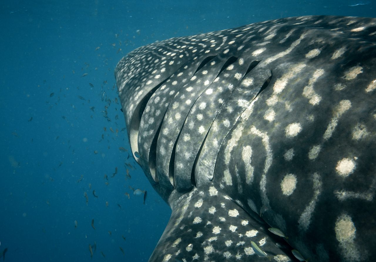 Gill slits Whale Shark