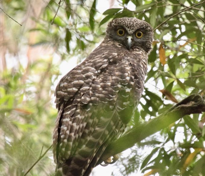 Powerful Owl