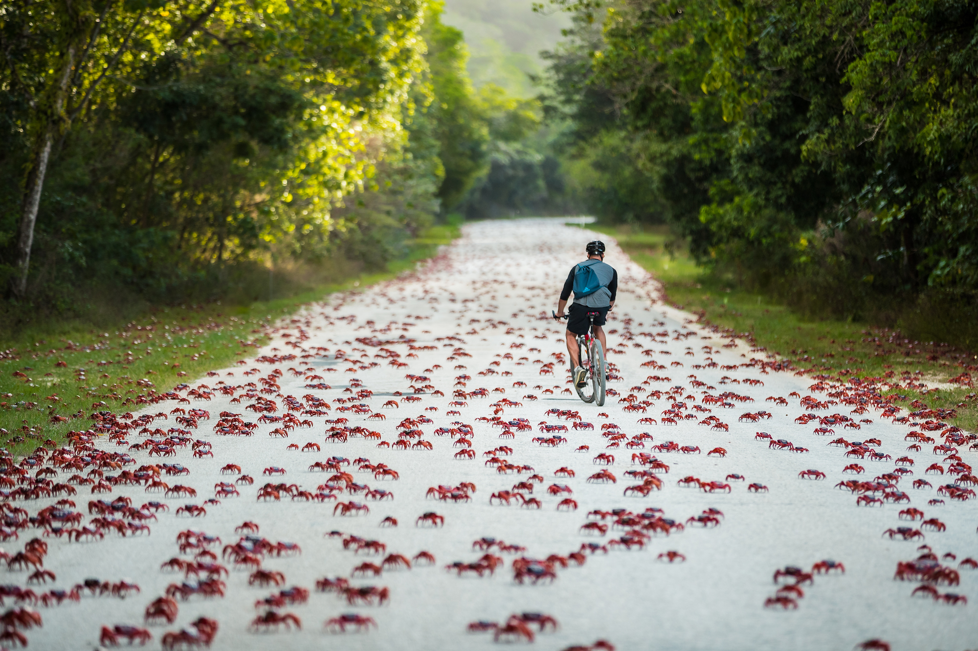 Crab Rider, Christmas Island