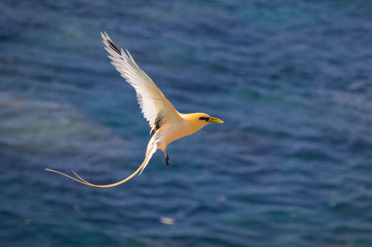 Golden Bosun, Christmas Island