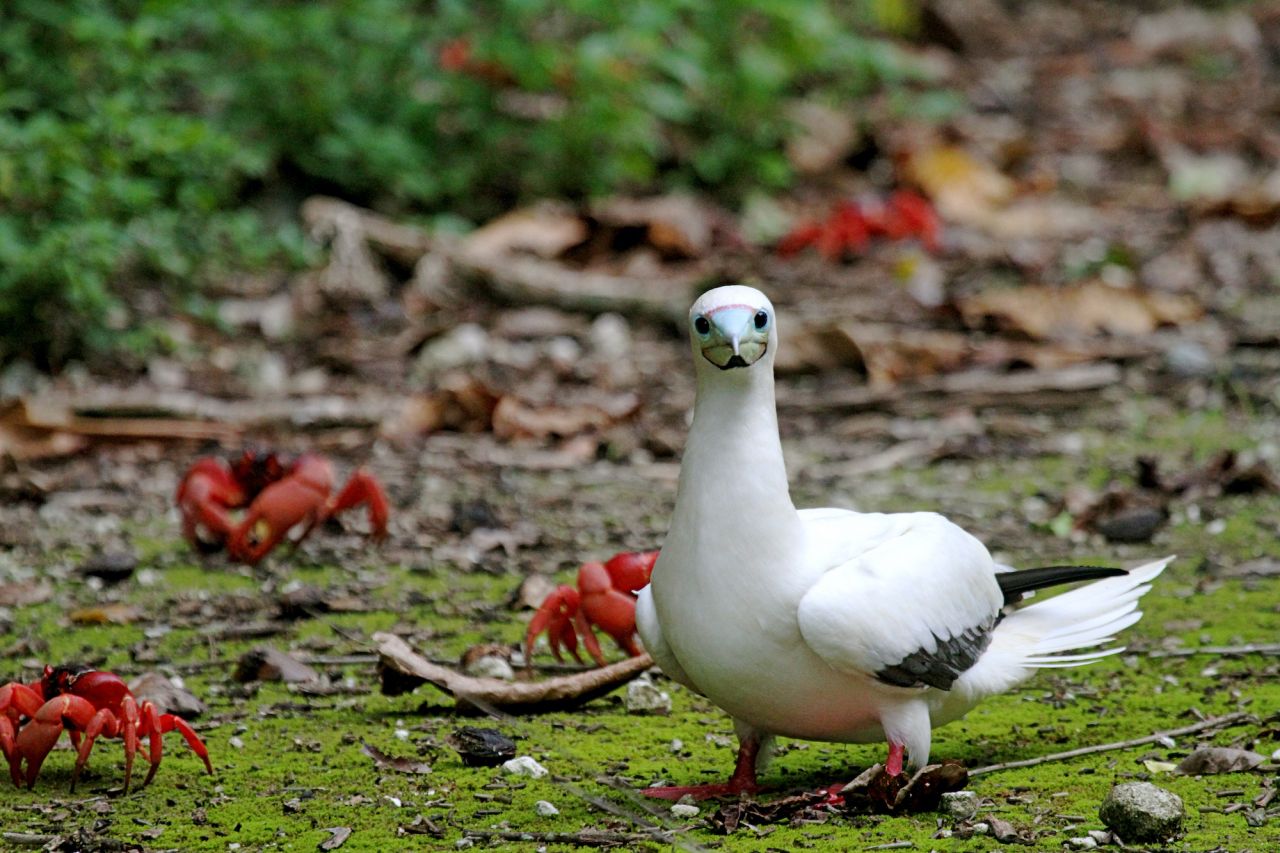 Red-footed Booby, Christmas Island