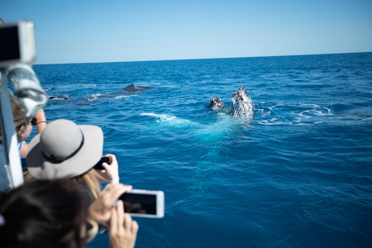 Humpback Whale Mugging