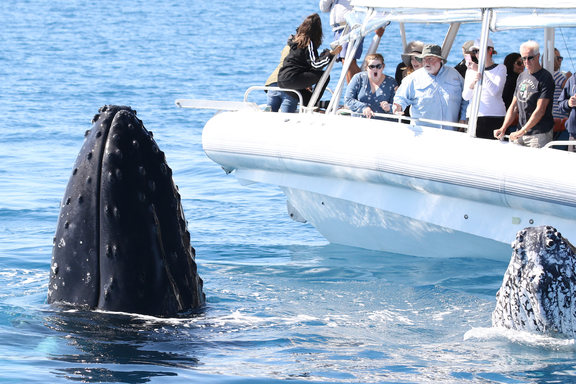 Top 5 Whale Watching Locations in Australia | Australian Wildlife Journeys