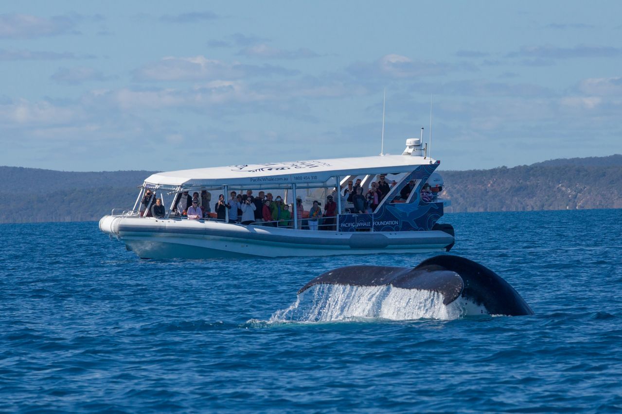 Humpback and Ocean Defender