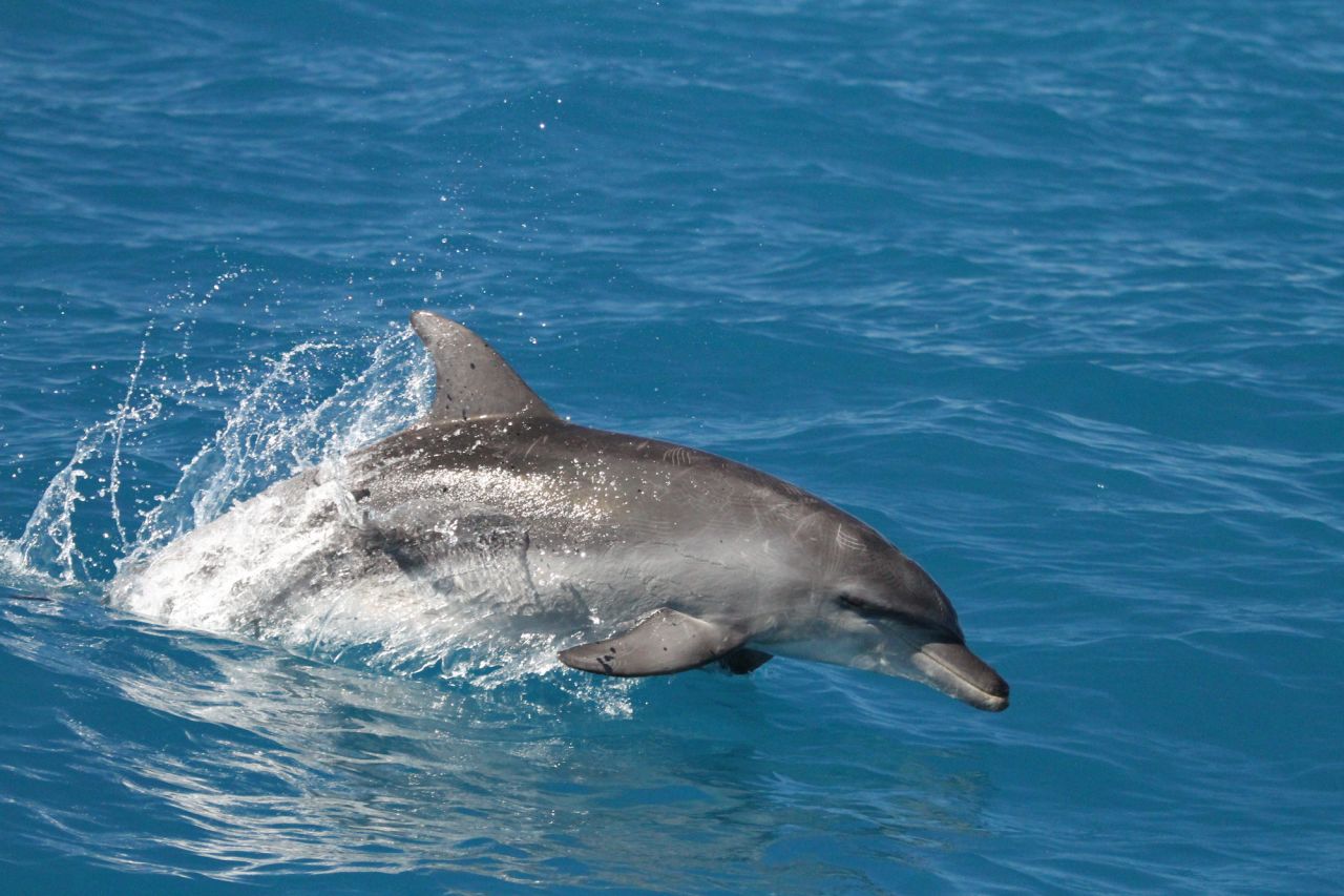 Indo Pacific Bottlenose Dolphin