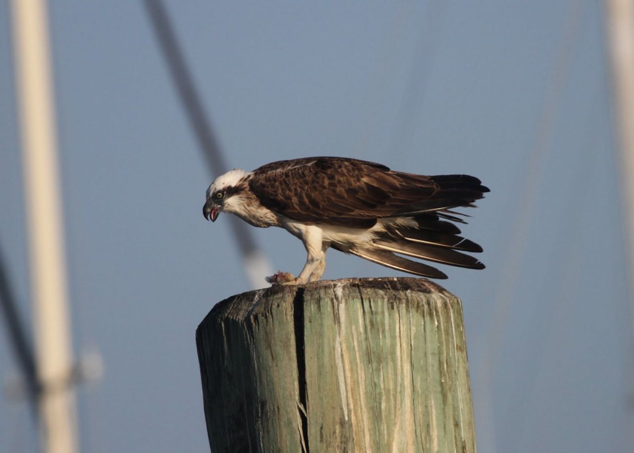 Osprey