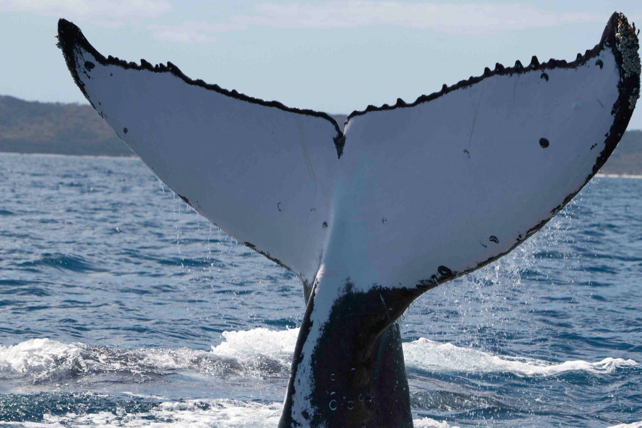 Tail Close up