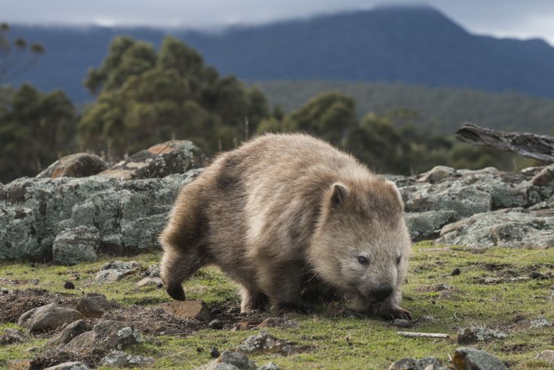 Species Feature Common Wombat Australian Wildlife Journeys