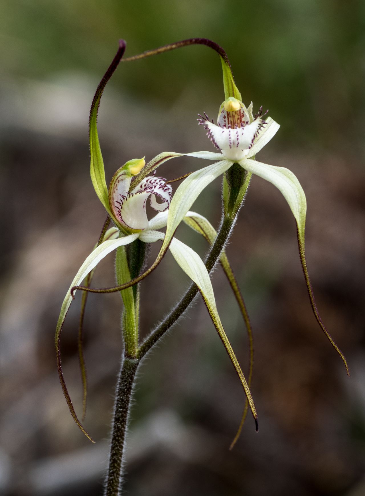 Caladenia saggicola (sagg spider-orchid)