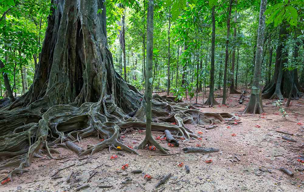 Landscape Rainforest