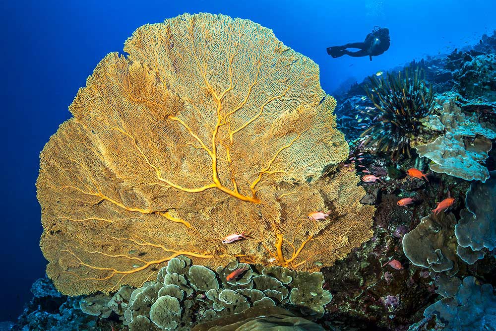 Landscape - Gorgonian Fan