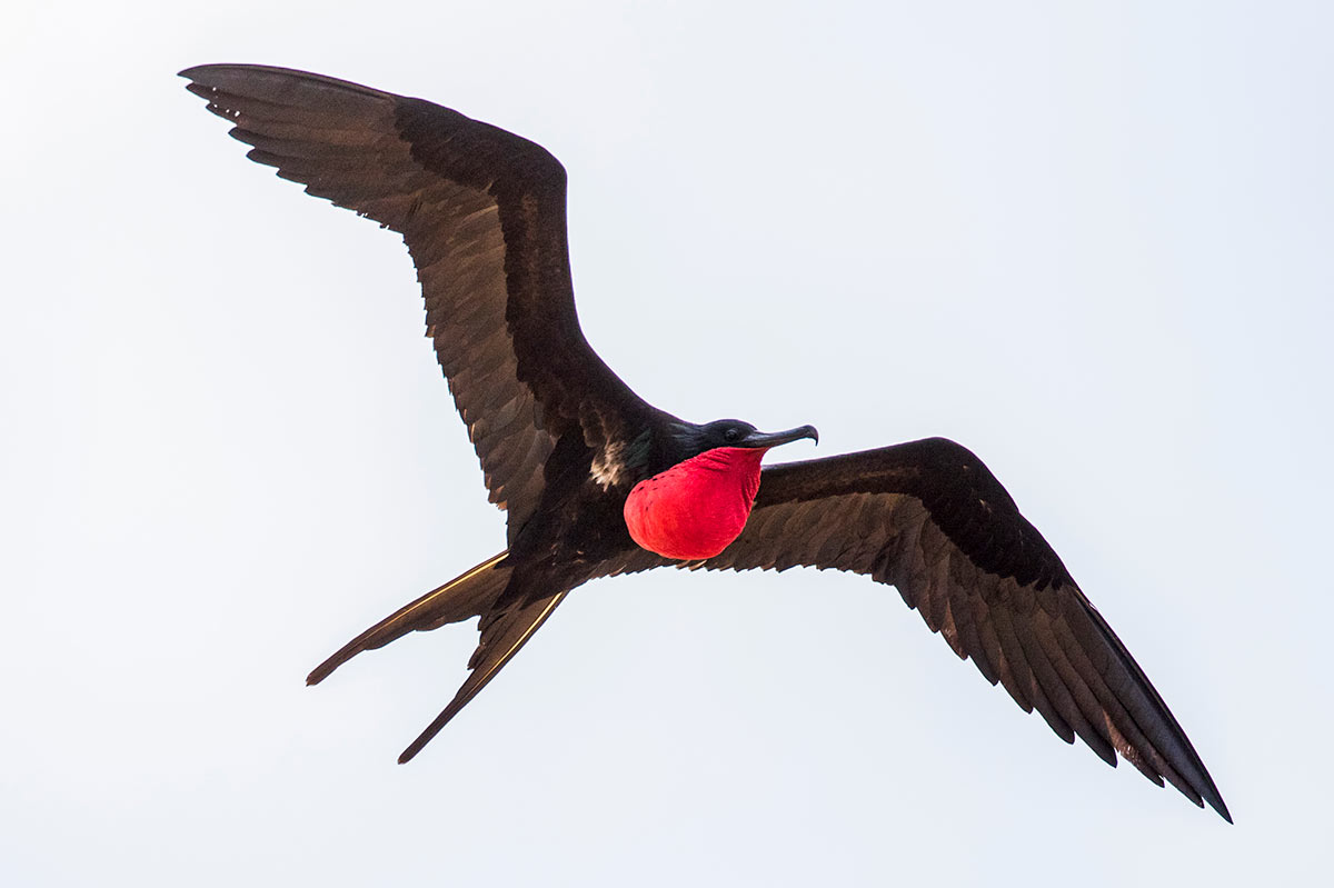 Christmas Island Frigatebird