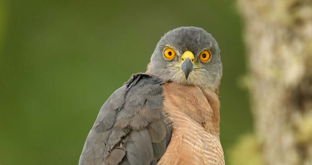 Goshawk