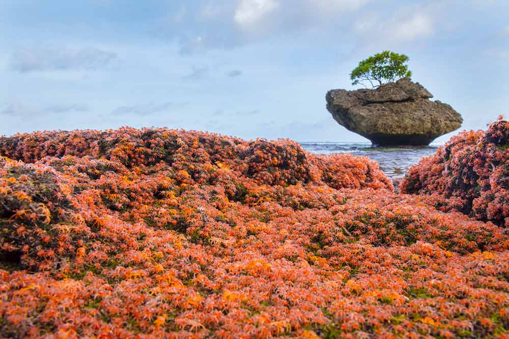 Crab Migration