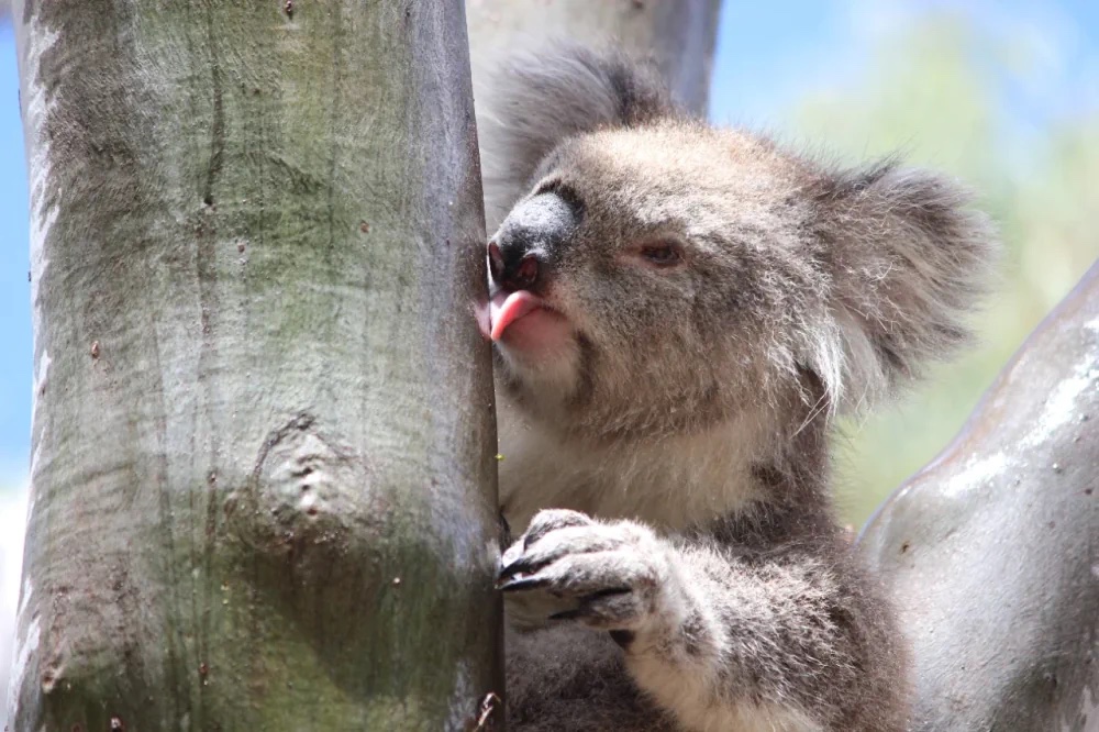Koala licking stemflow