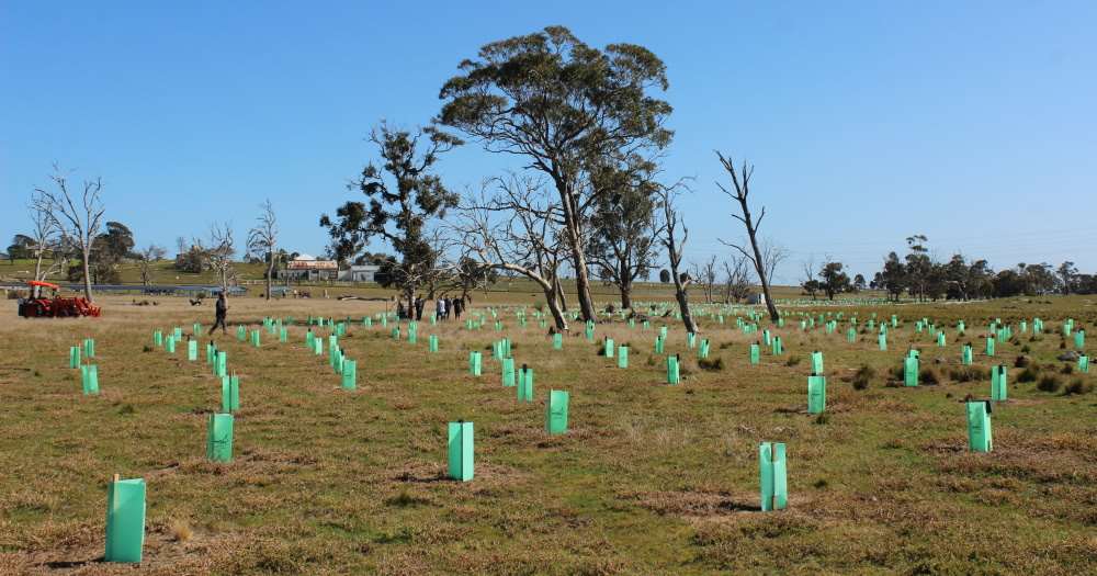 Koala Clancy Foundation Tree Planting