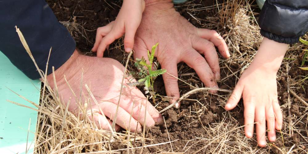 Planting a seedling