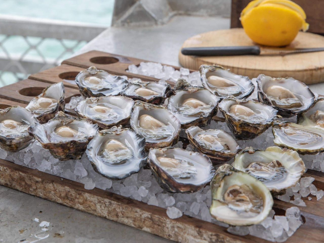 Oysters - Eyre Peninsula Wildlife & Ocean Encounters